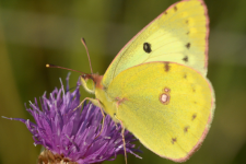 Goldene_Acht_Colias_hyale